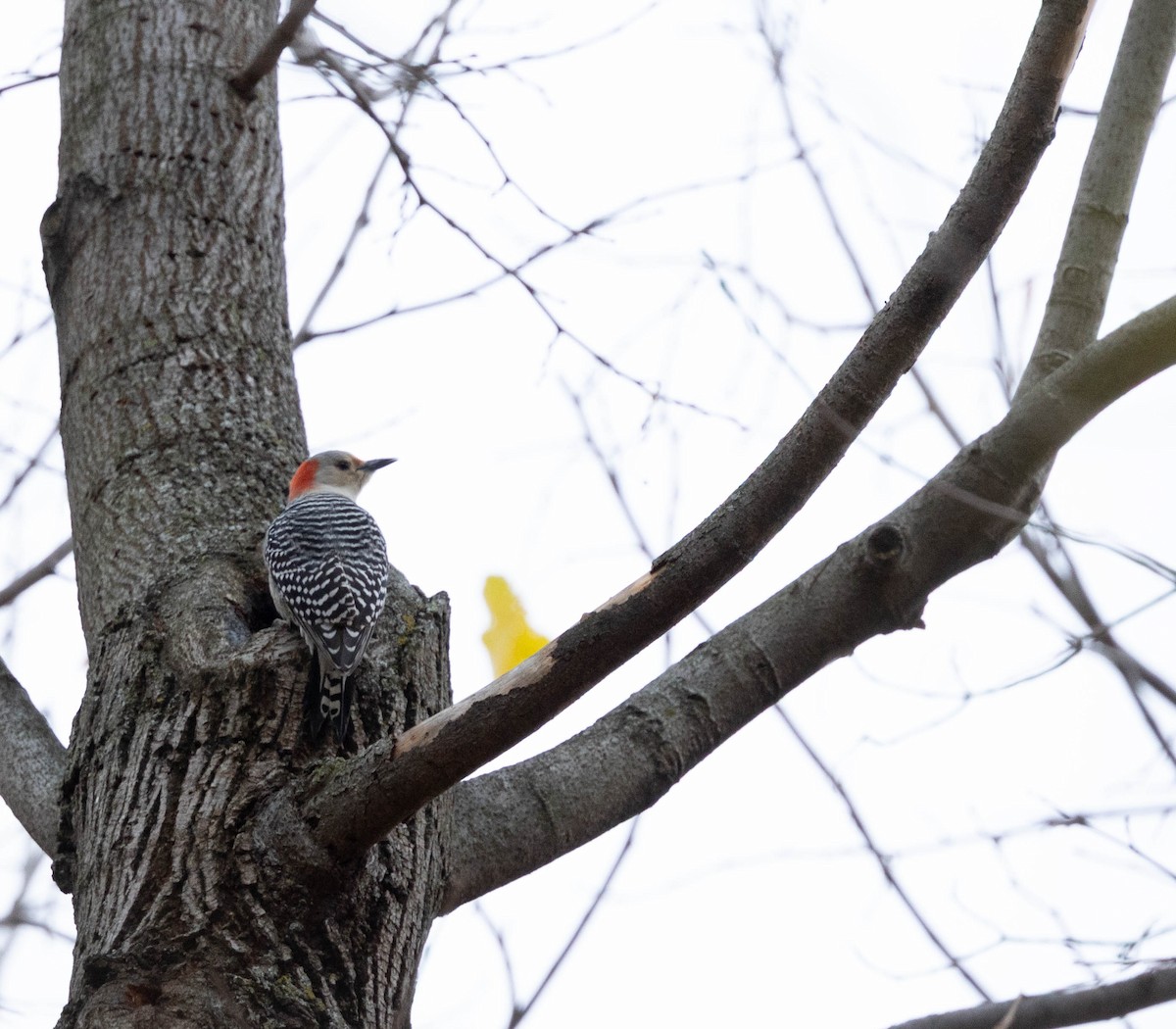 Pic à ventre roux - ML644488415