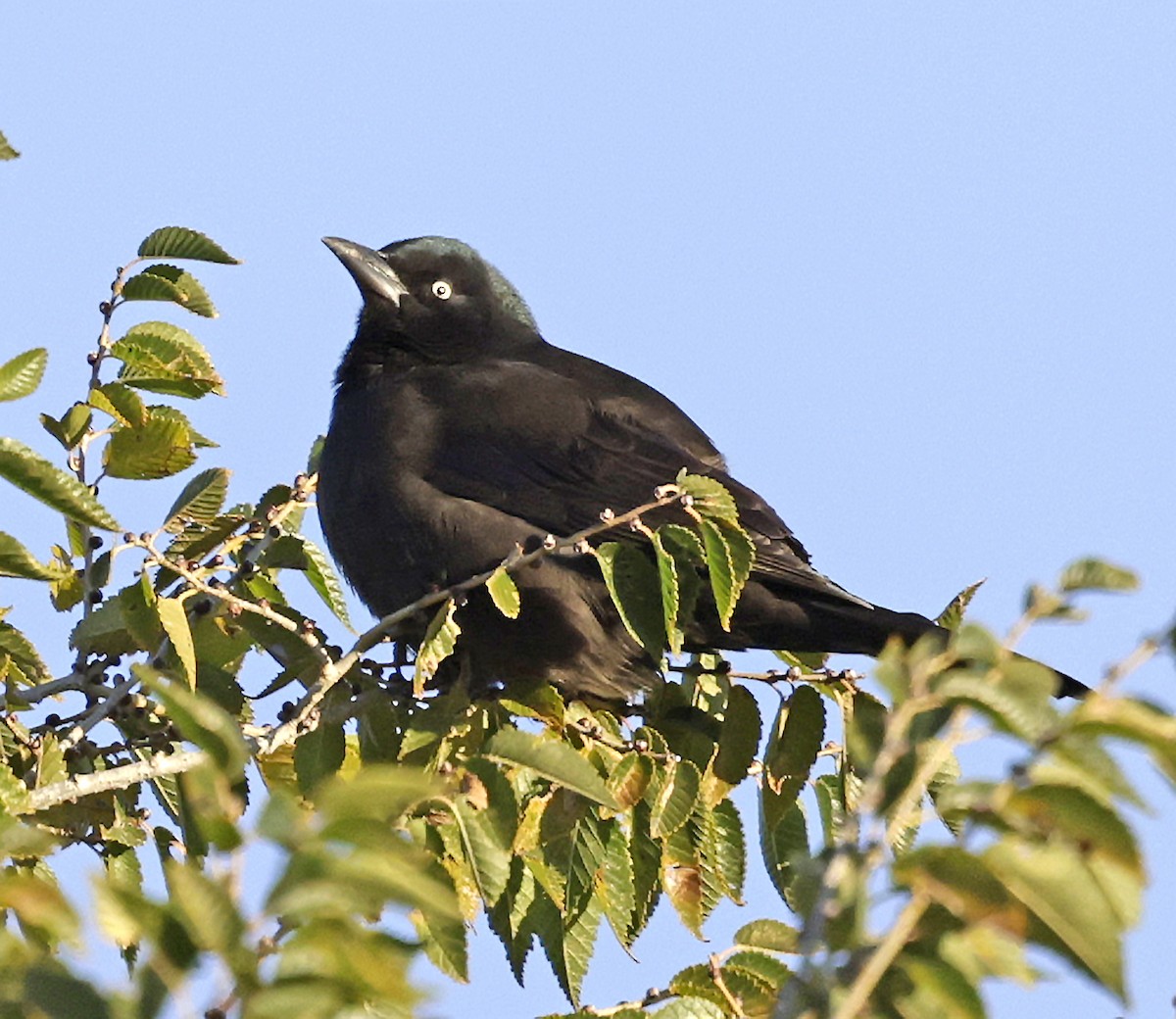 Purpurgrackel - ML644488417