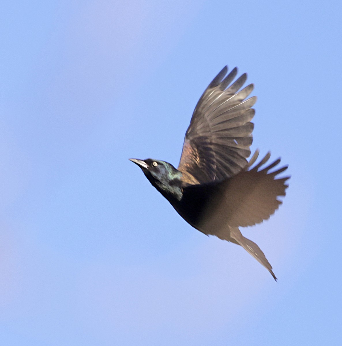 Purpurgrackel - ML644488418