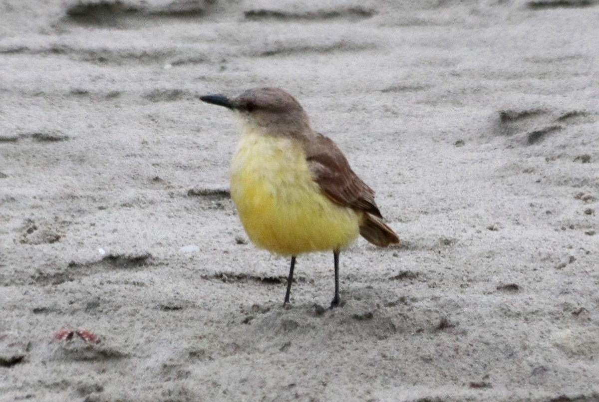 Cattle Tyrant - ML644488421