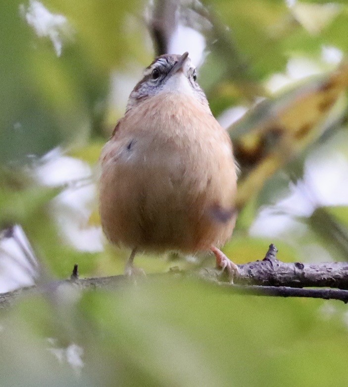 Carolina Wren - ML644488422