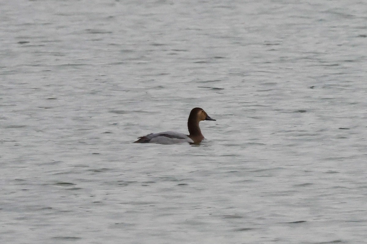 Fuligule à dos blanc - ML644488426