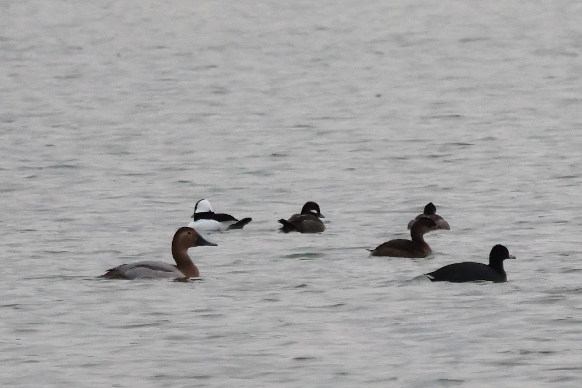 Fuligule à dos blanc - ML644488428