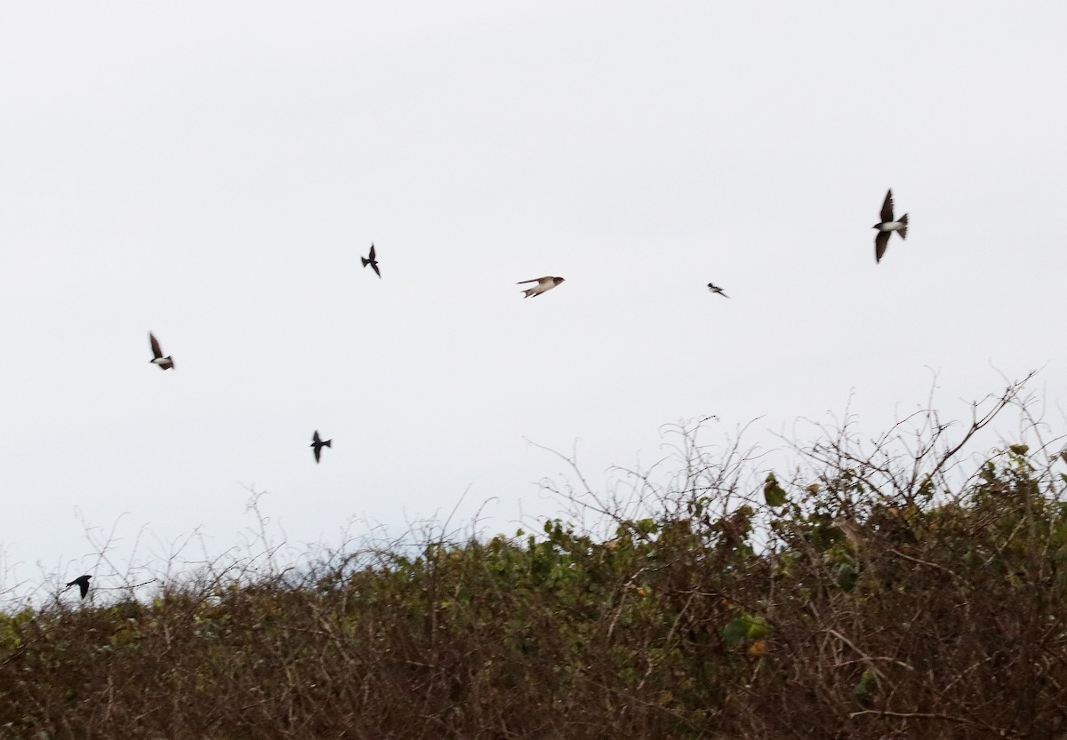 Barn Swallow - ML644488429