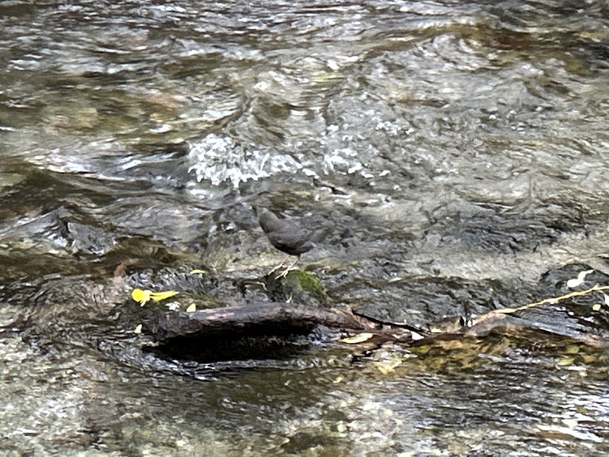 Серая оляпка - ML644488430