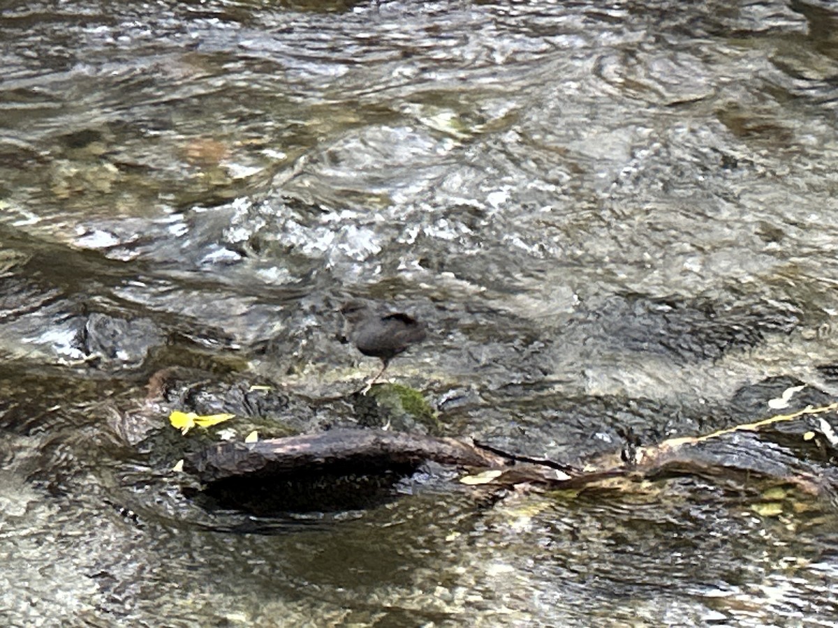 Серая оляпка - ML644488431