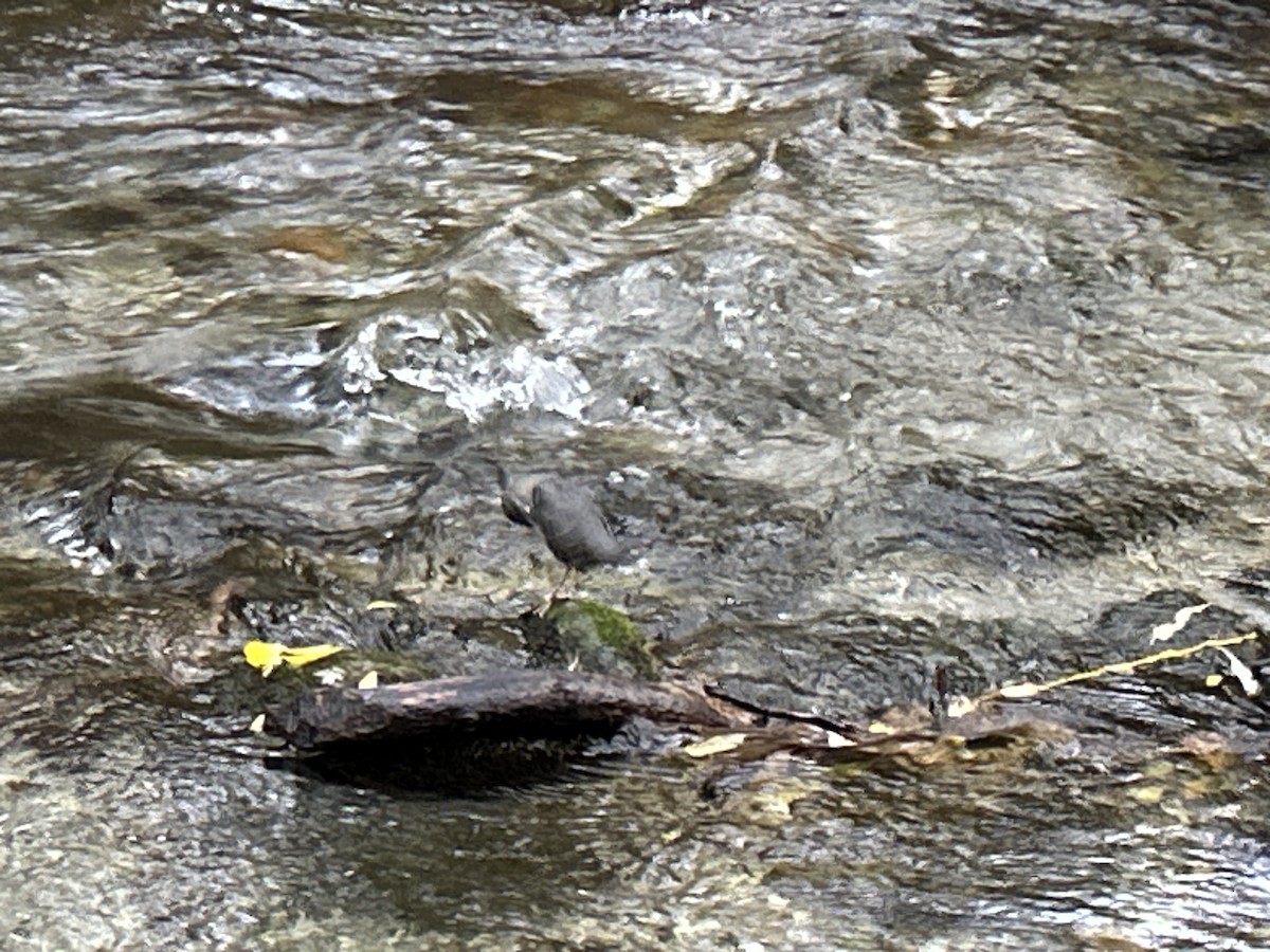 Серая оляпка - ML644488432