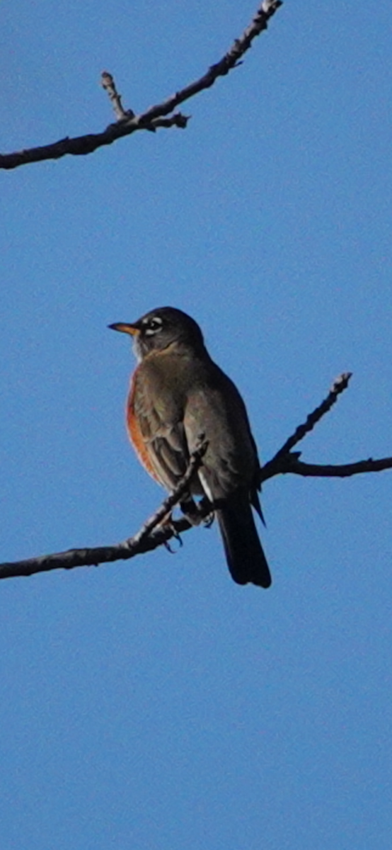 Wanderdrossel - ML644488438