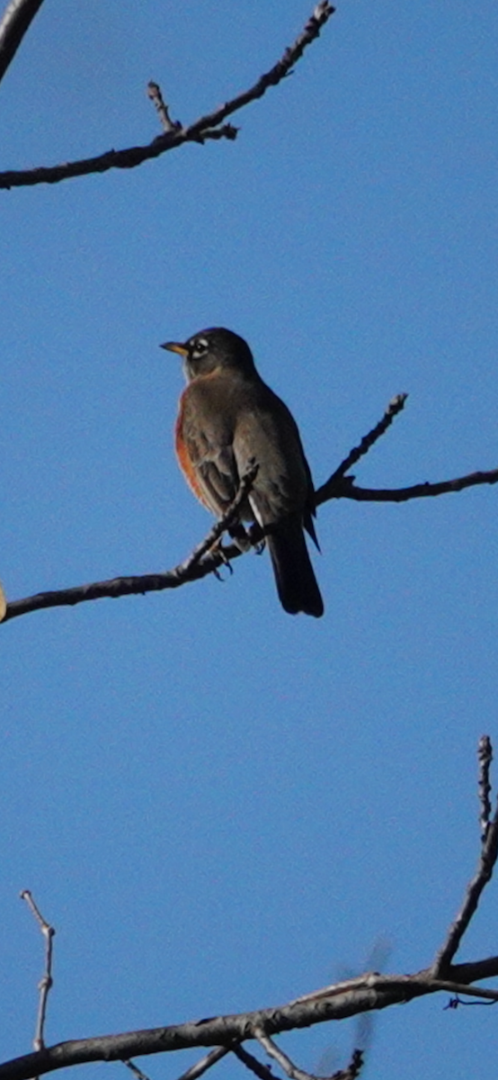 Wanderdrossel - ML644488439