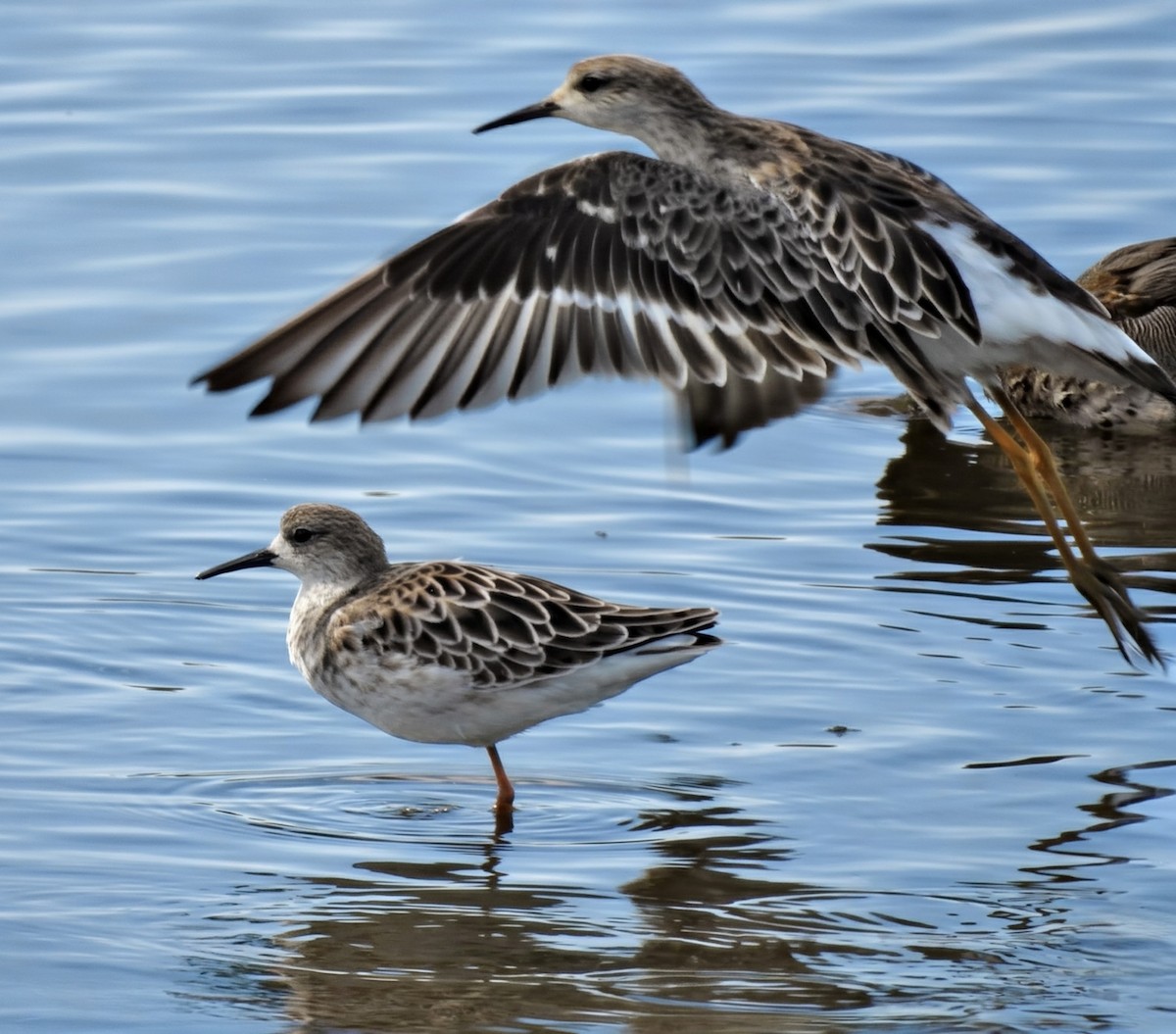 Ноцоо элсэг - ML644488450