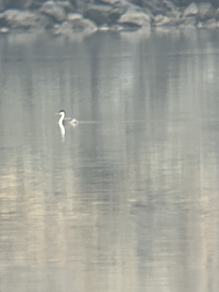 クビナガカイツブリ - ML644488452