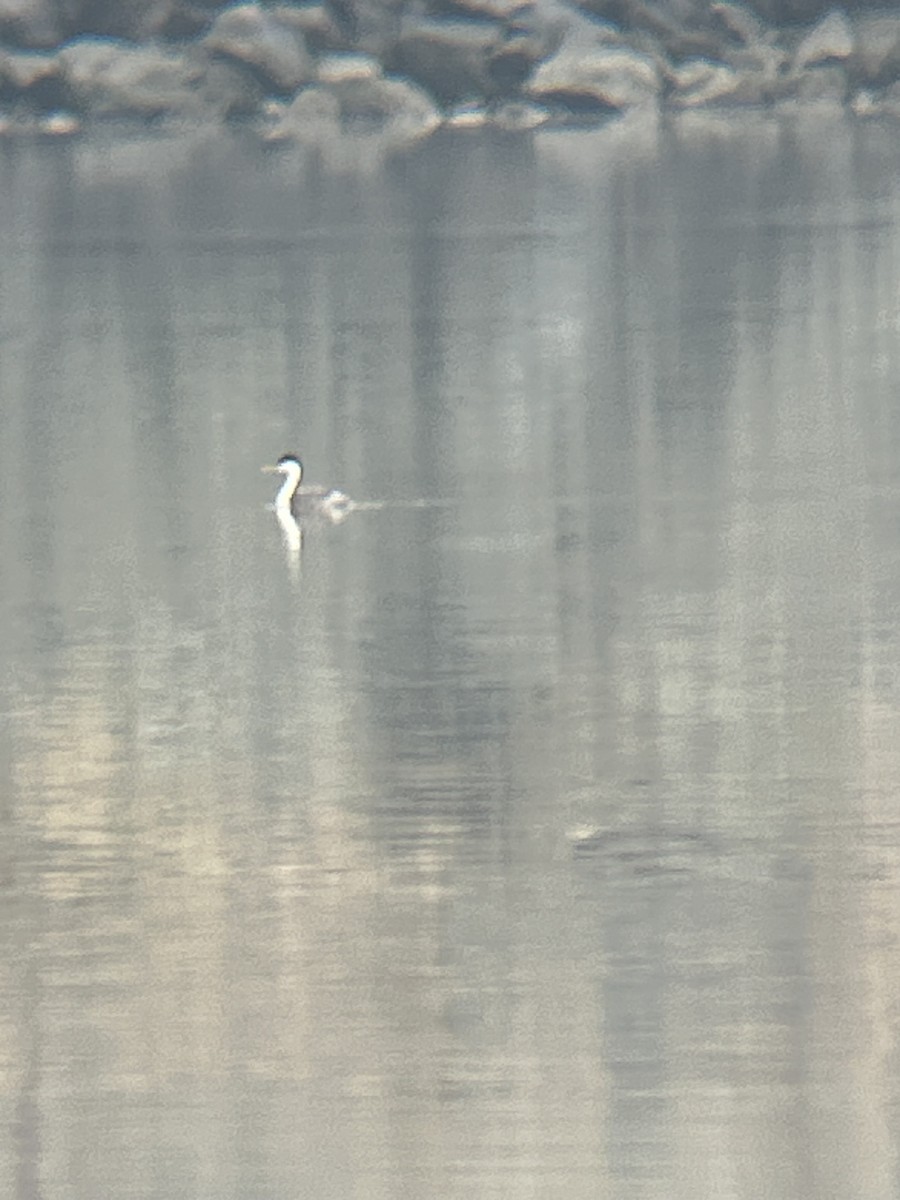 クビナガカイツブリ - ML644488453