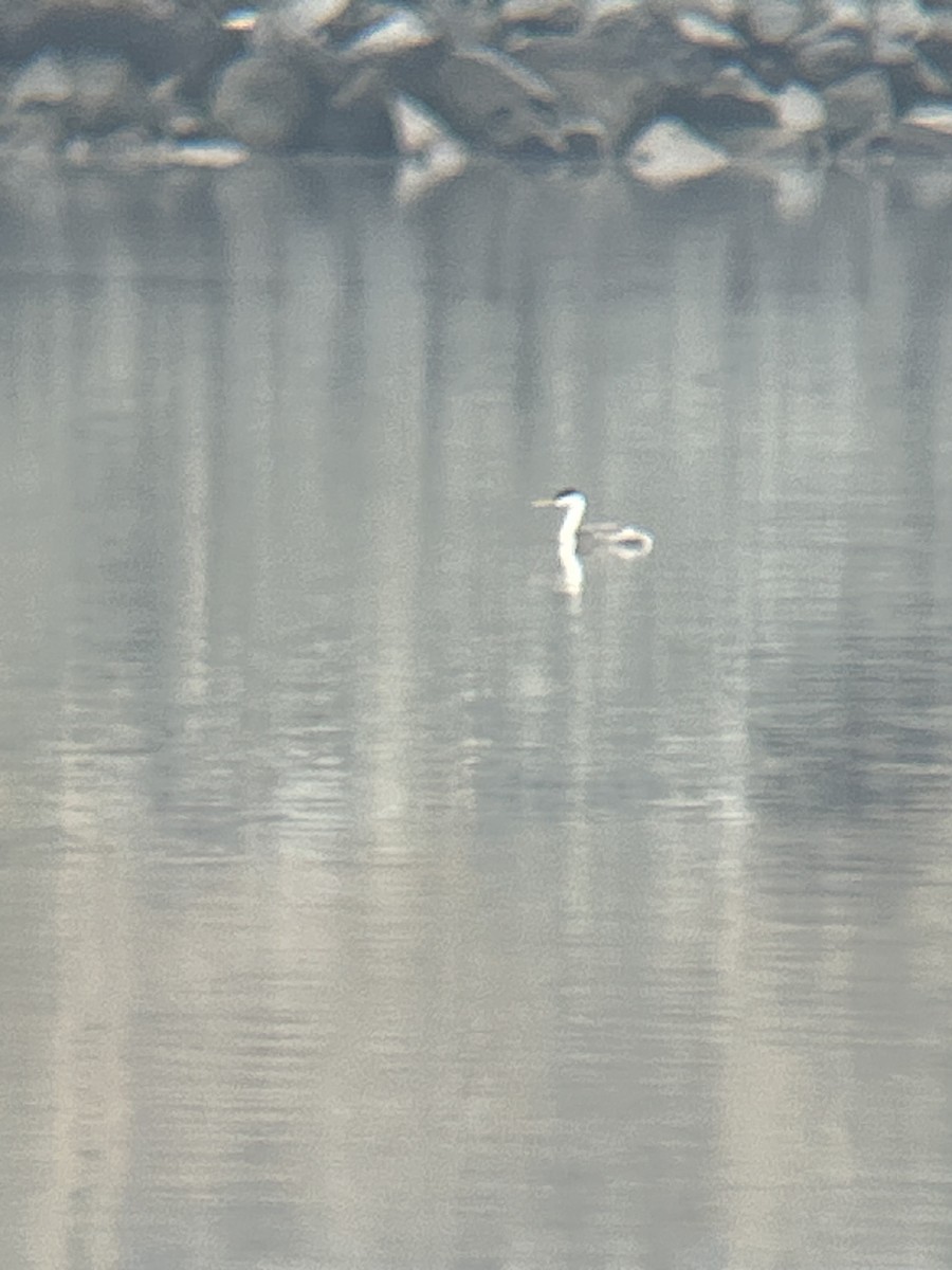 クビナガカイツブリ - ML644488454