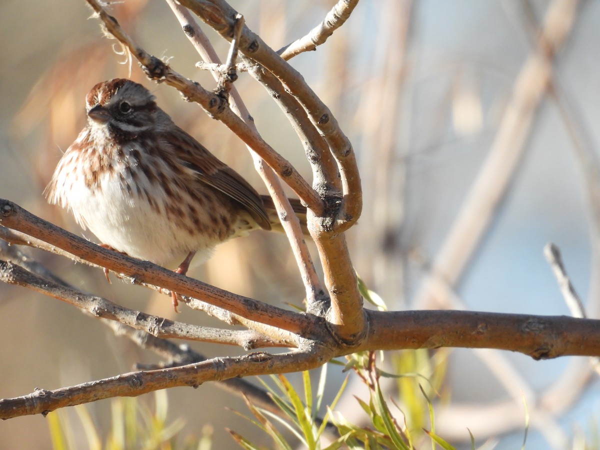 Song Sparrow - ML644488461