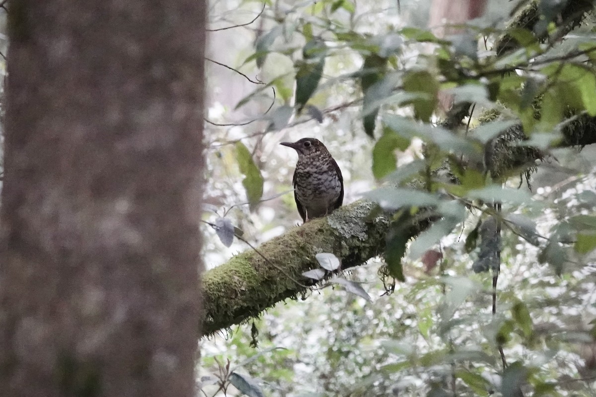 Bassian Thrush - ML644488463