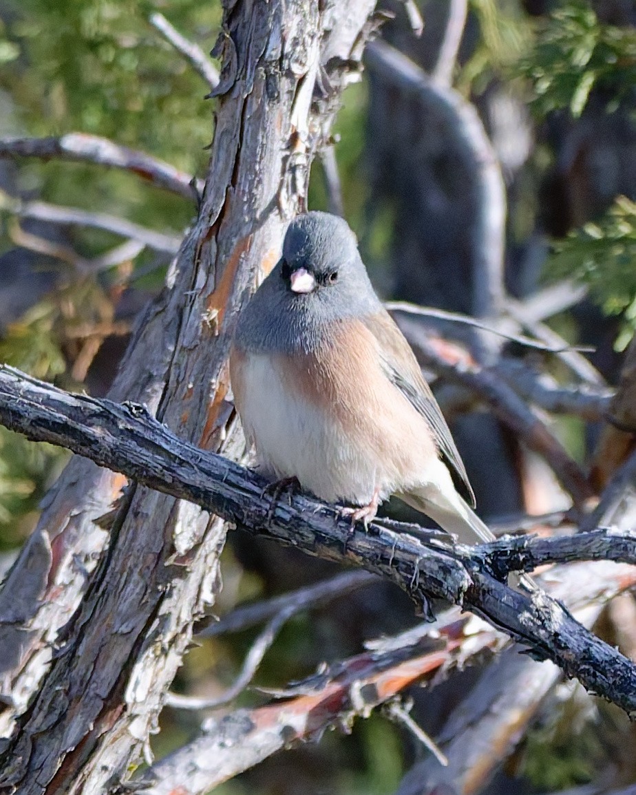 Dark-eyed Junco (Pink-sided) - ML644488465