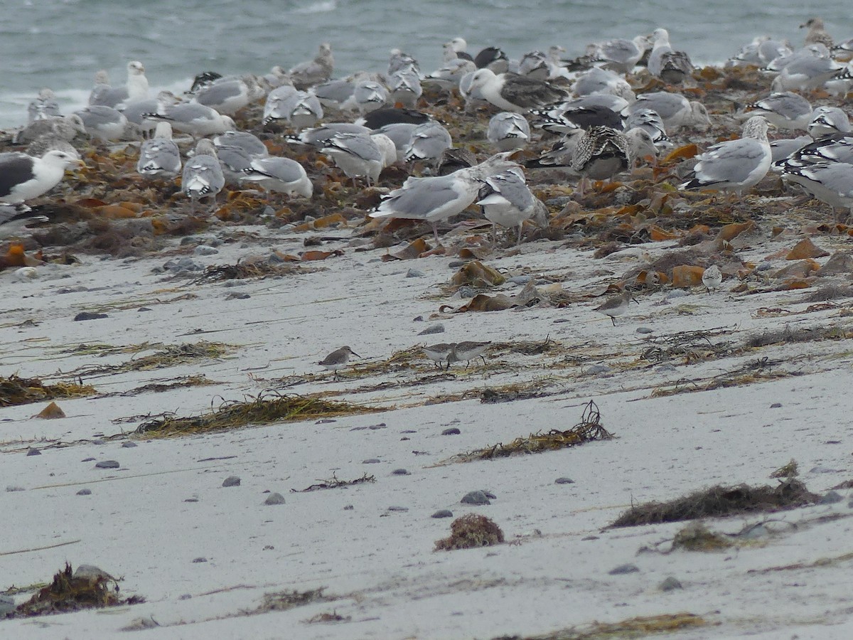 Хар элсэг - ML644488472