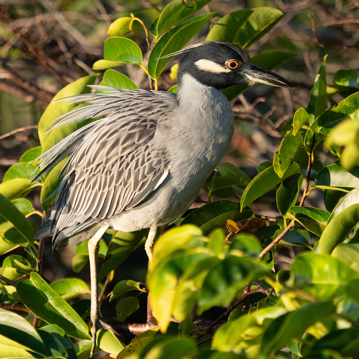 Yellow-crowned Night Heron - ML644488474