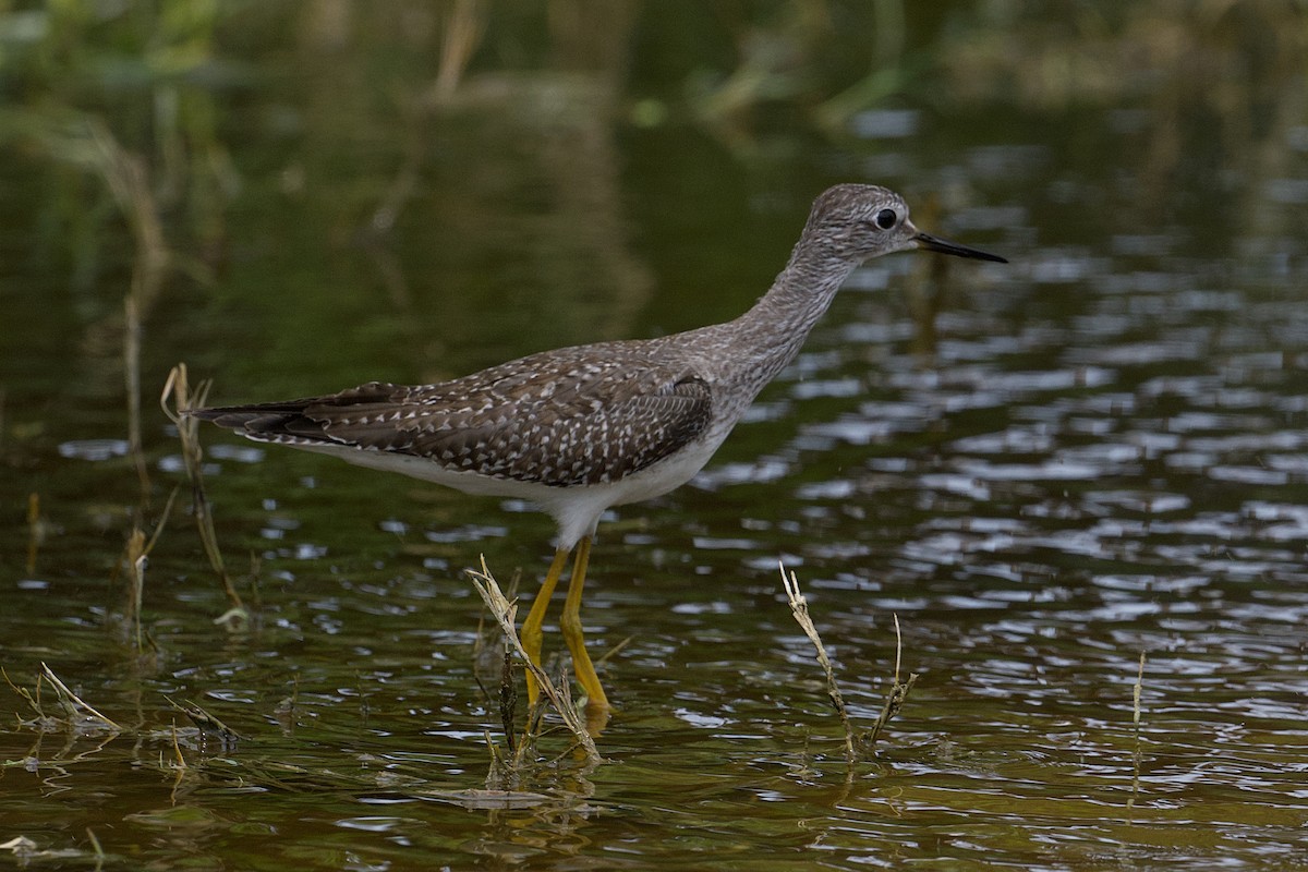 Lesser Yellowlegs - ML644488477