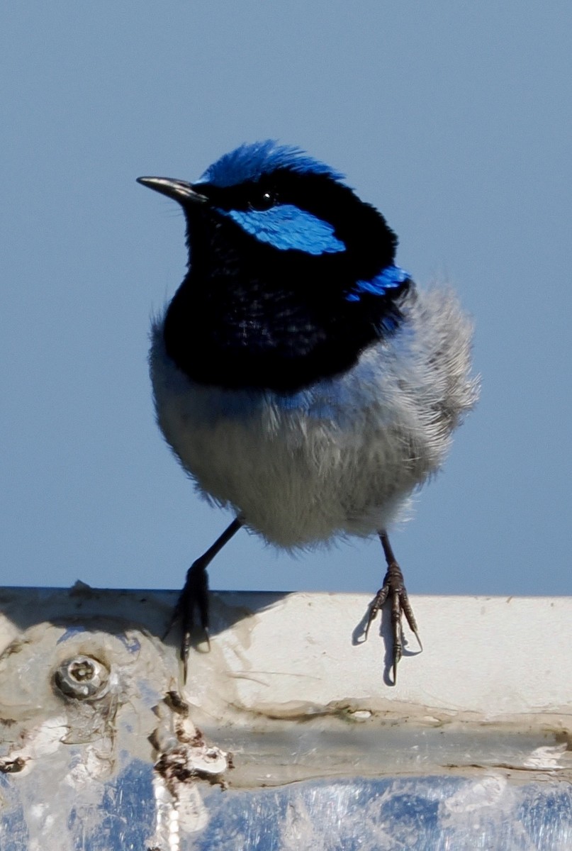 Superb Fairywren - ML644488480