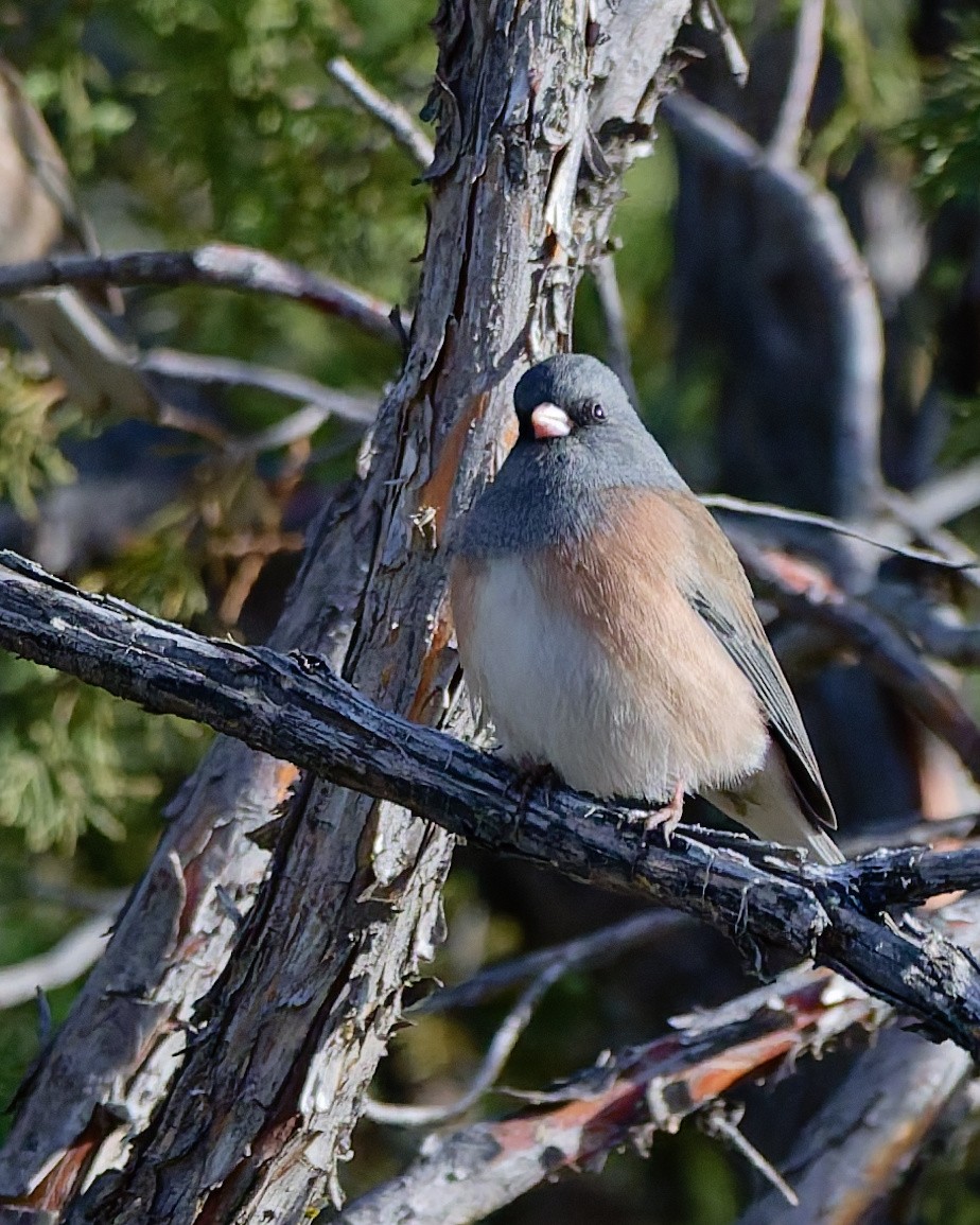 Dark-eyed Junco (Pink-sided) - ML644488481