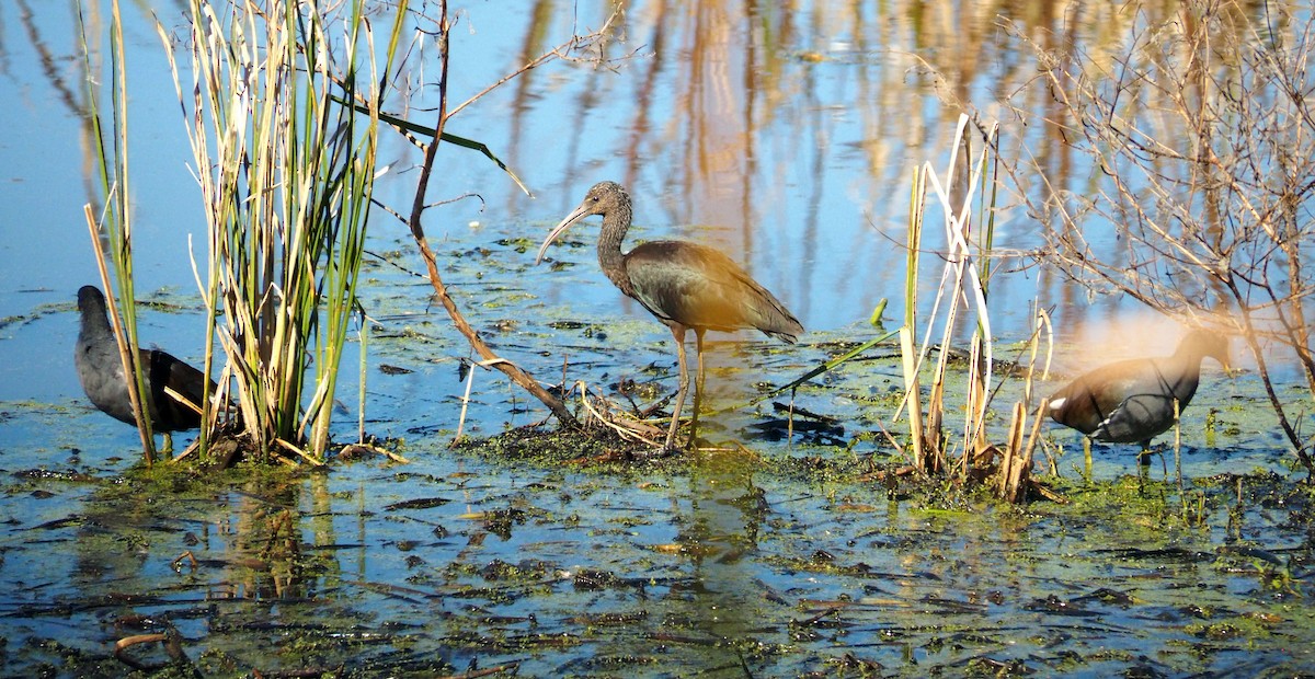 Glossy Ibis - ML644488487