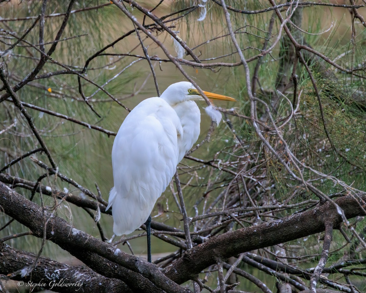 Цасч дэглий - ML644488490