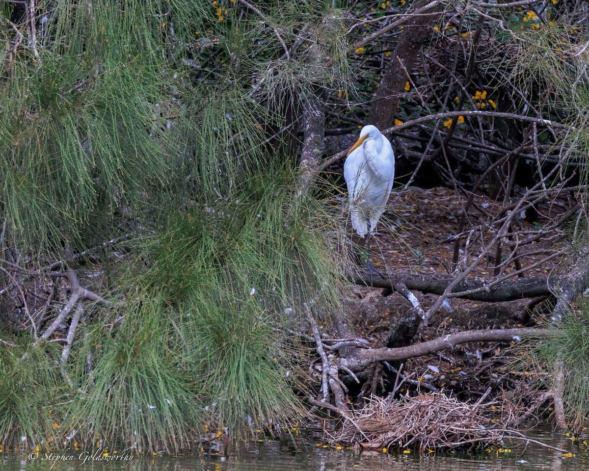 Цасч дэглий - ML644488491