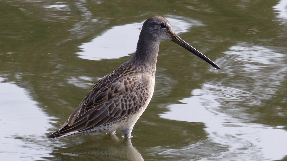 Long-billed Dowitcher - ML644488495