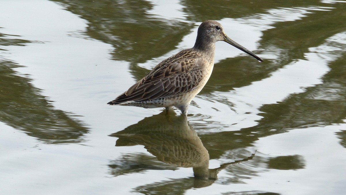 Long-billed Dowitcher - ML644488496