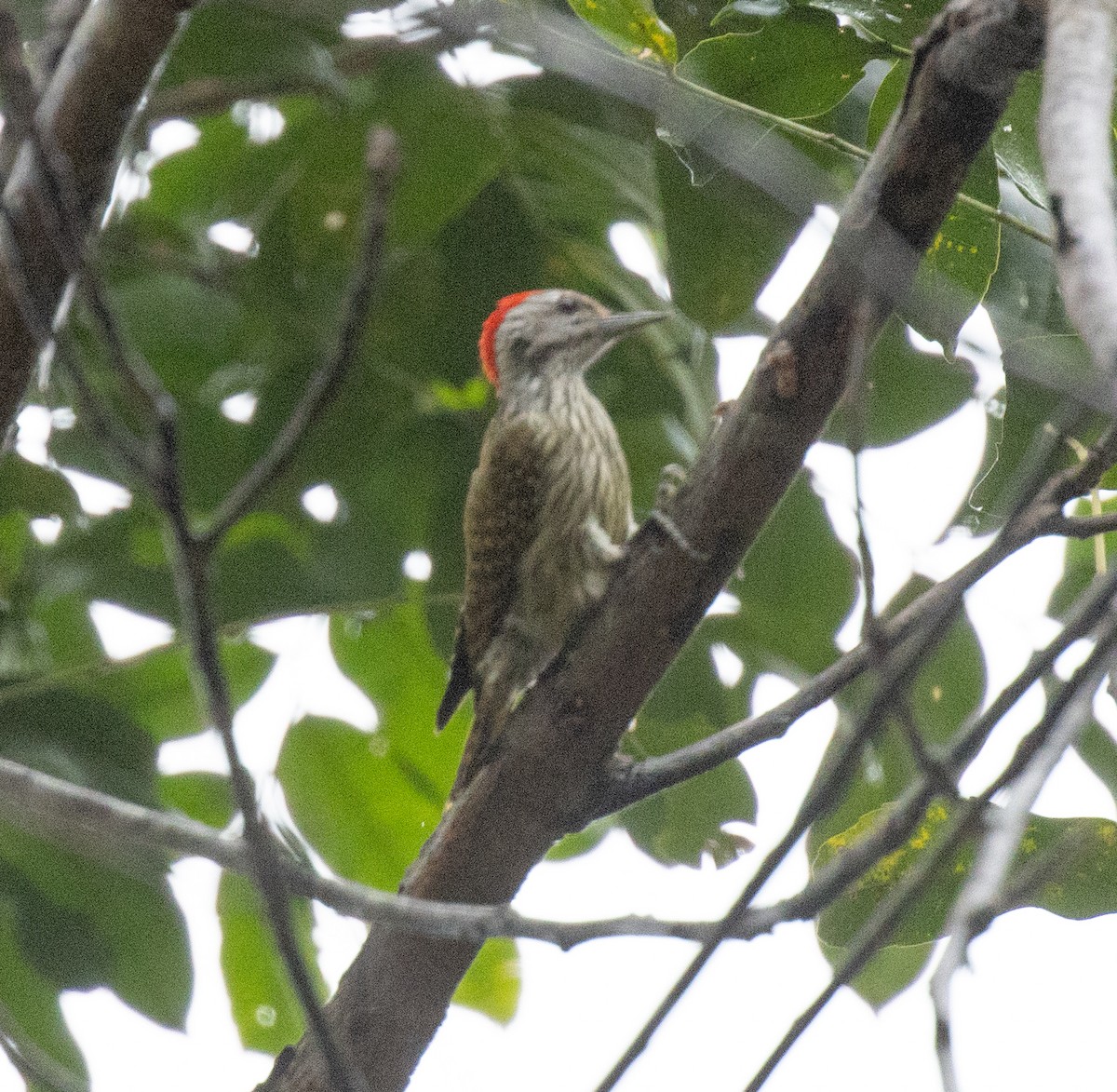 Cardinal Woodpecker - ML644488507