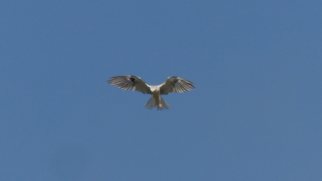 hvitstjertglente - ML644488508