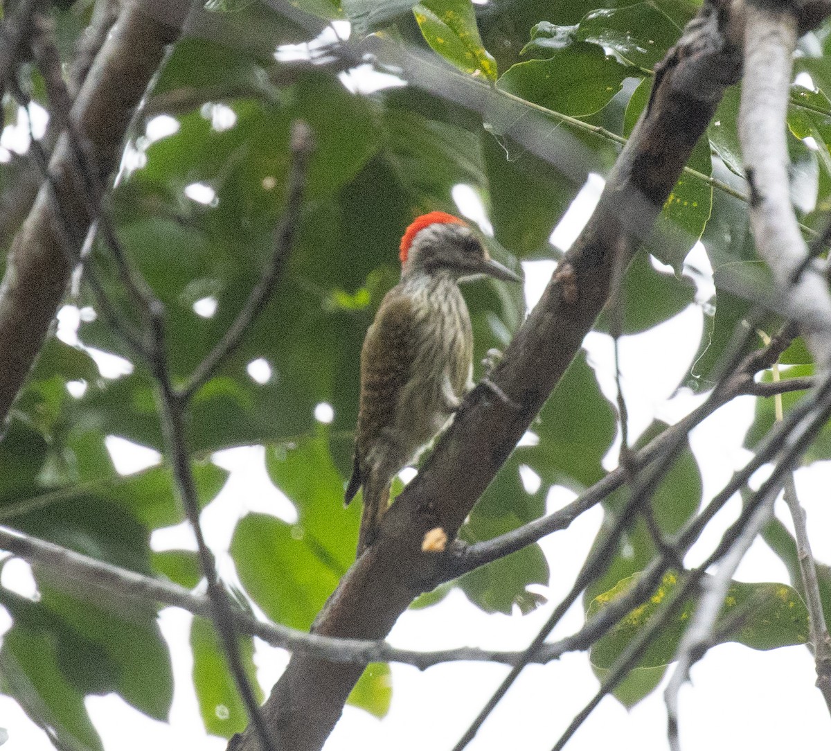 Cardinal Woodpecker - ML644488513