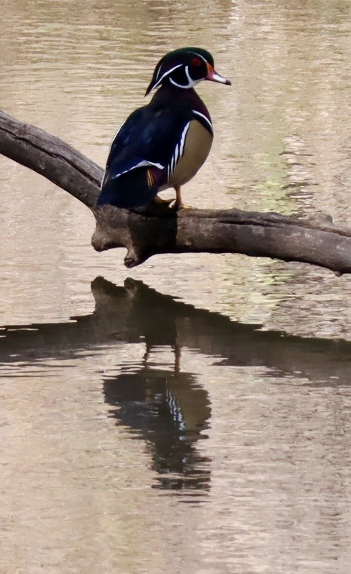 Wood Duck - ML644488515