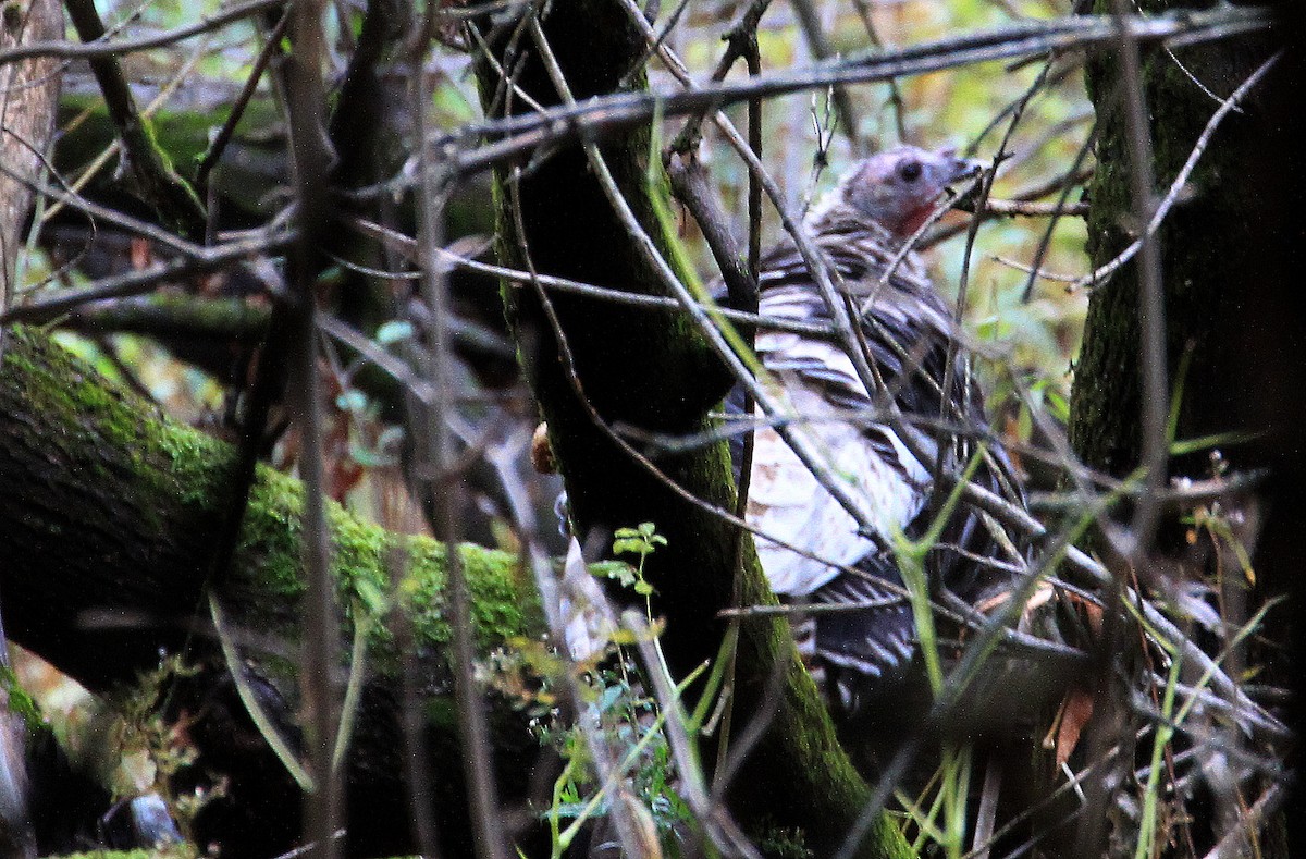 Wild Turkey - ML644488517