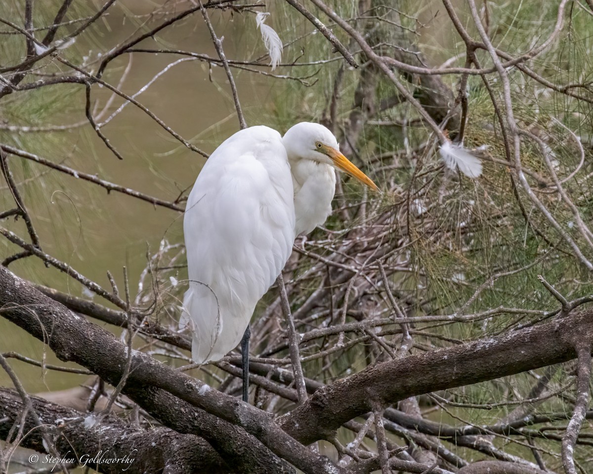 Цасч дэглий - ML644488524