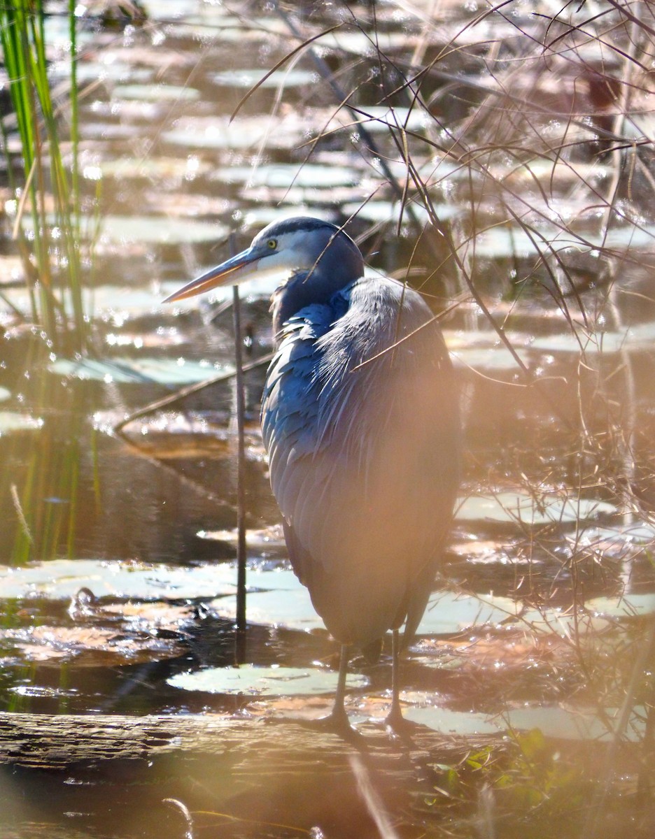 Great Blue Heron - ML644488525