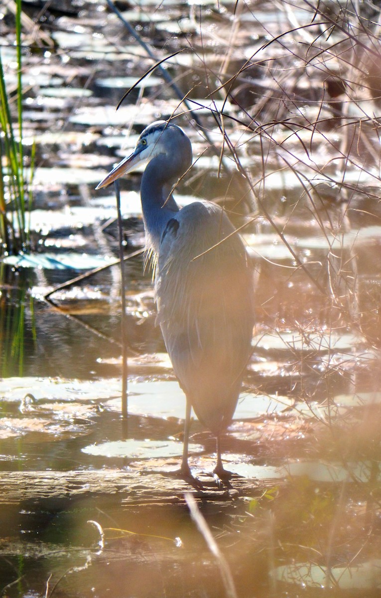 Great Blue Heron - ML644488526