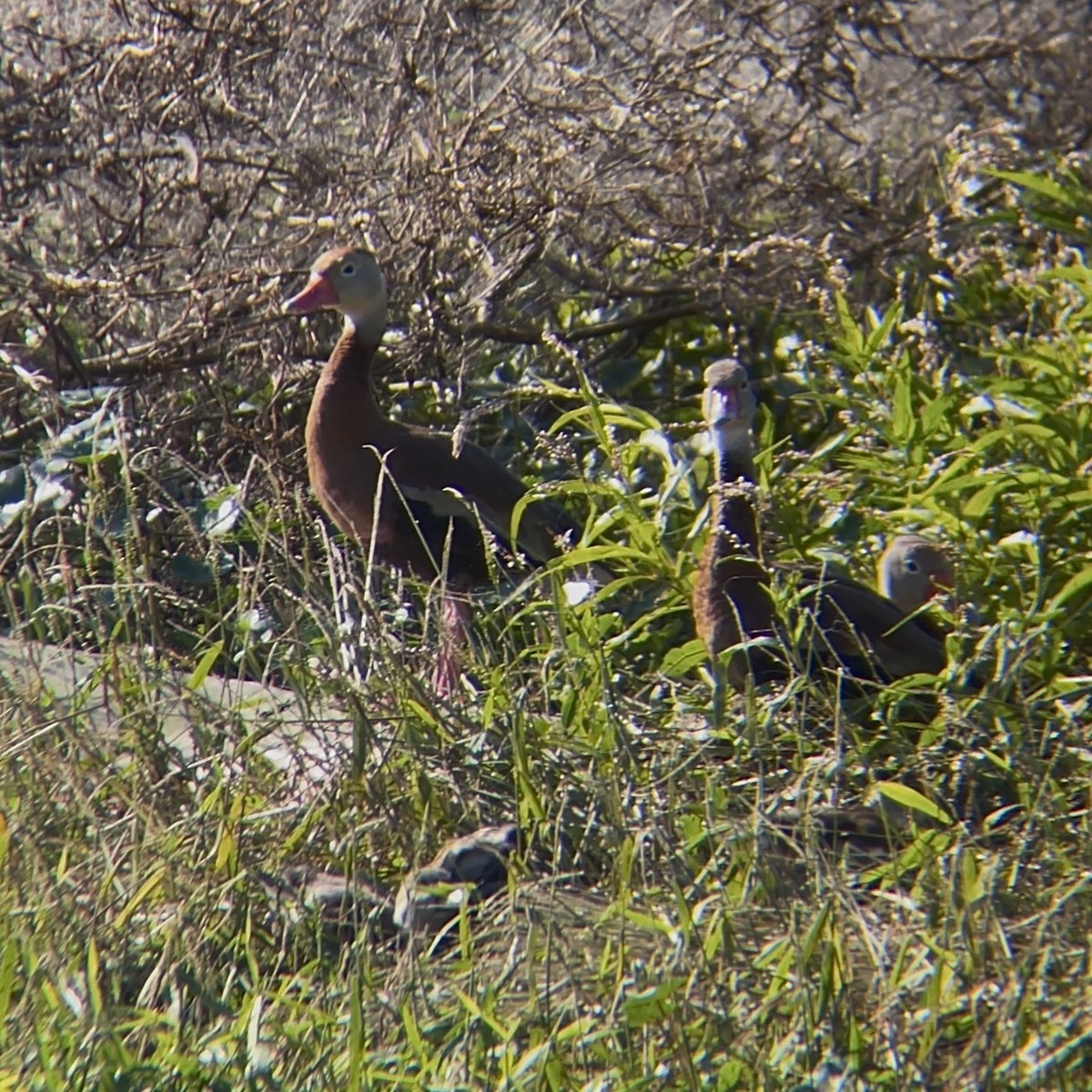 Dendrocygne à ventre noir - ML644488533