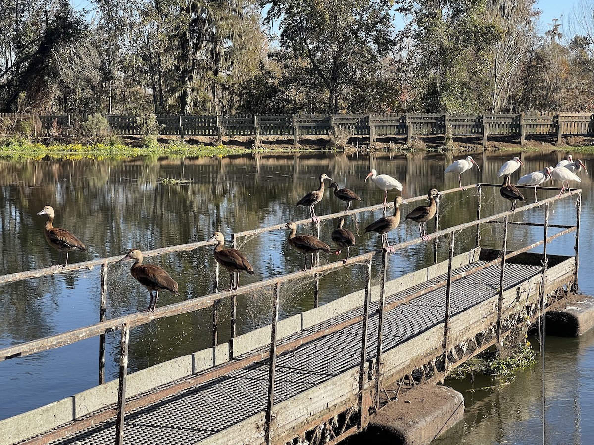 Dendrocygne à ventre noir - ML644488534