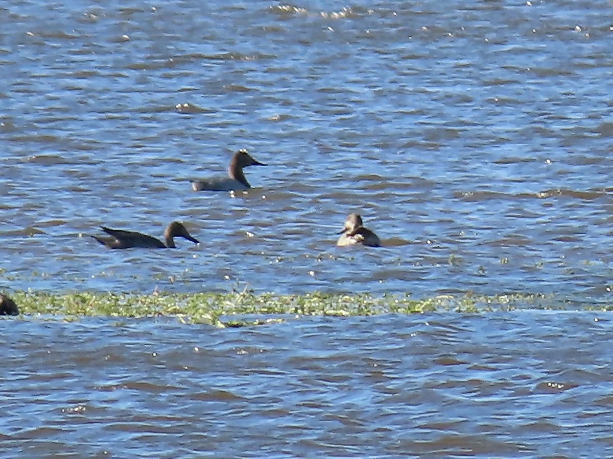 Fuligule à dos blanc - ML644488542