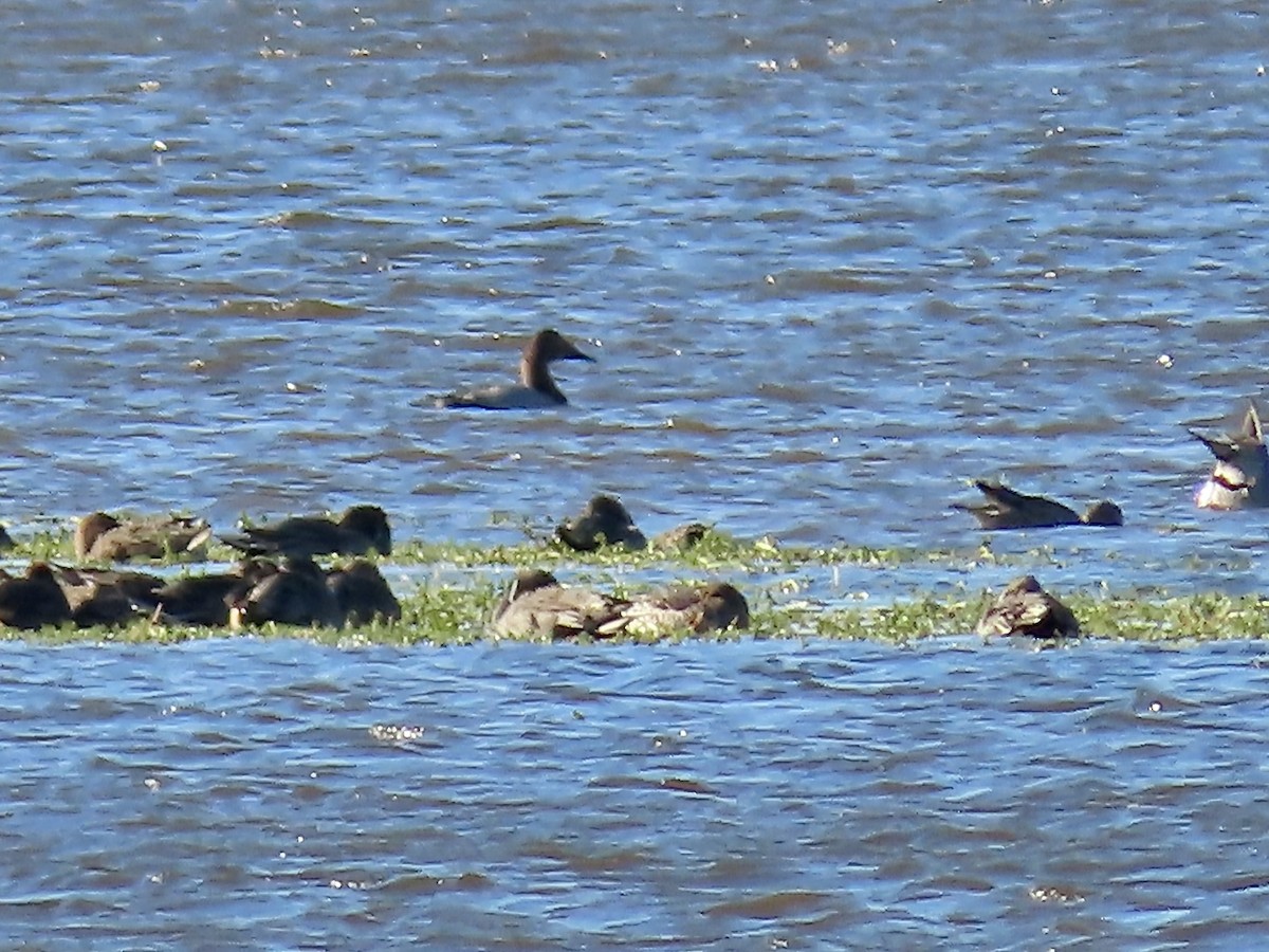 Fuligule à dos blanc - ML644488543