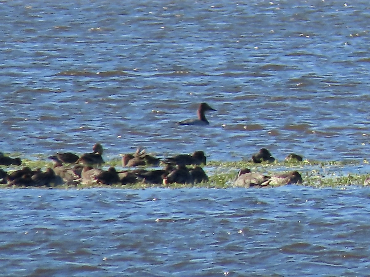 Fuligule à dos blanc - ML644488544