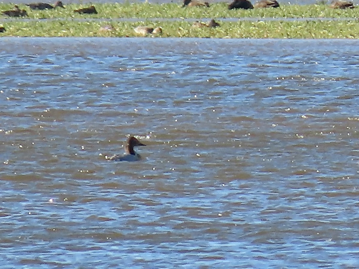 Fuligule à dos blanc - ML644488545