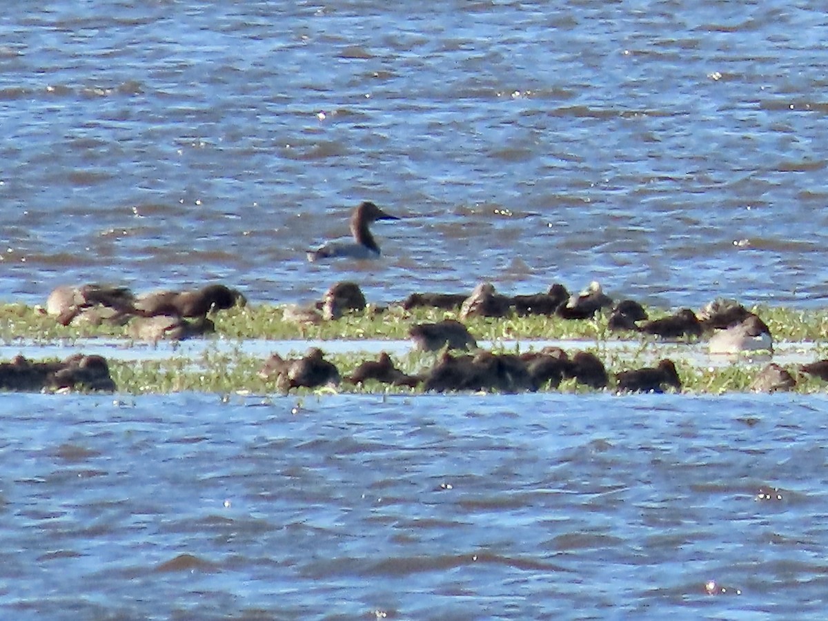 Fuligule à dos blanc - ML644488546