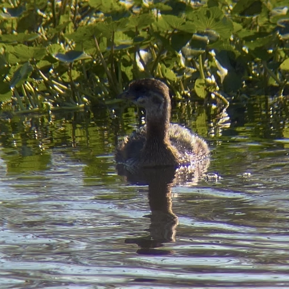 Grèbe à bec bigarré - ML644488547