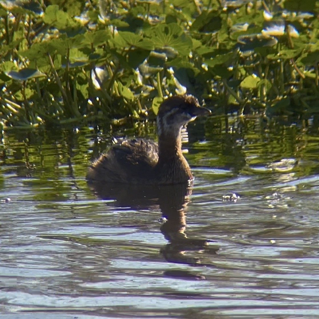 Grèbe à bec bigarré - ML644488548