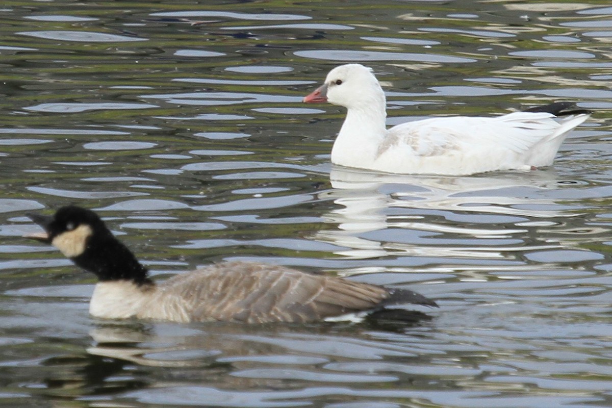 husa bělostná - ML644488550