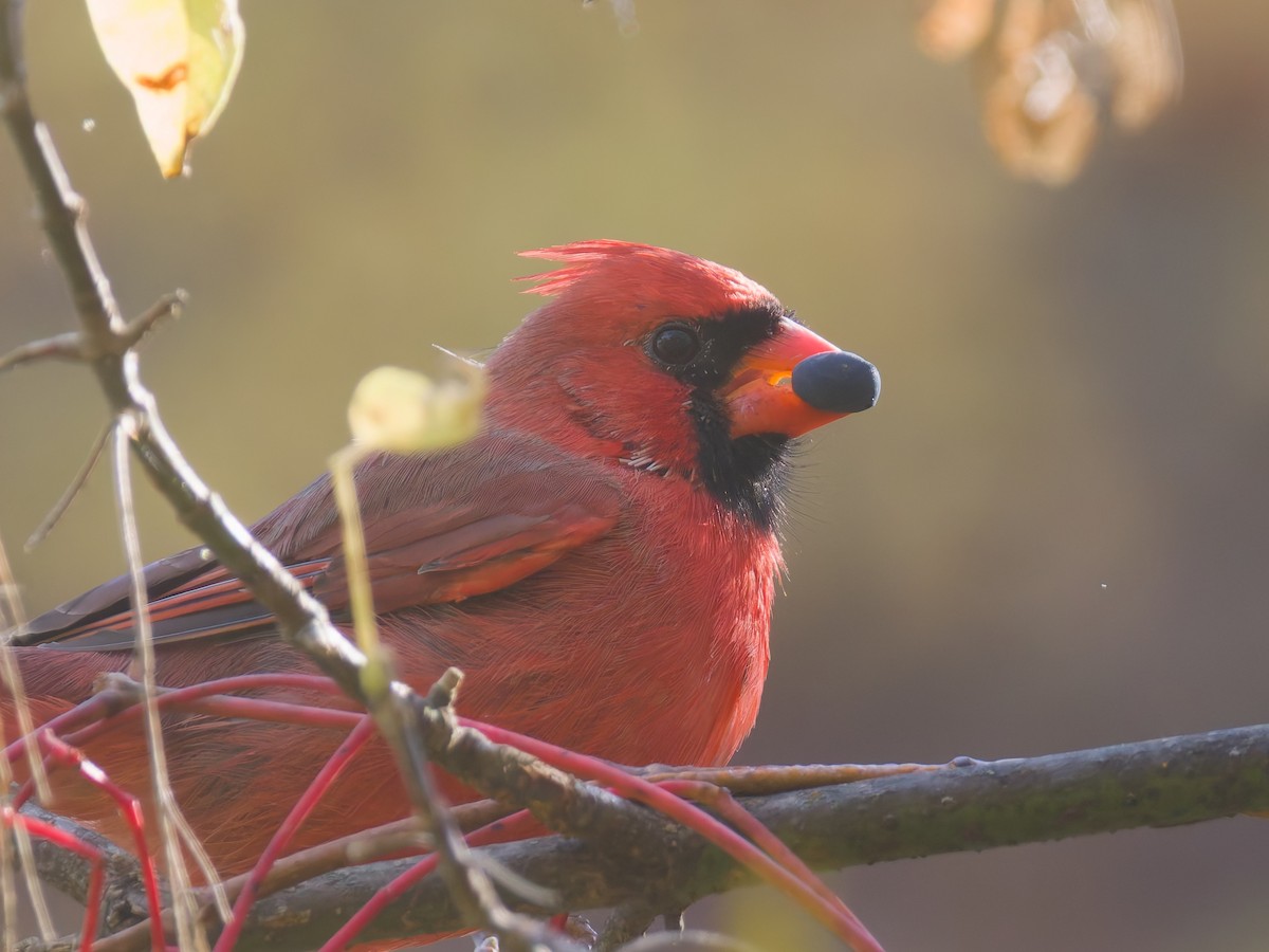 Northern Cardinal - ML644488552