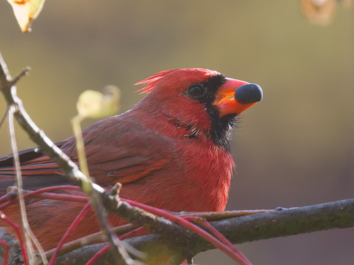 Northern Cardinal - ML644488553